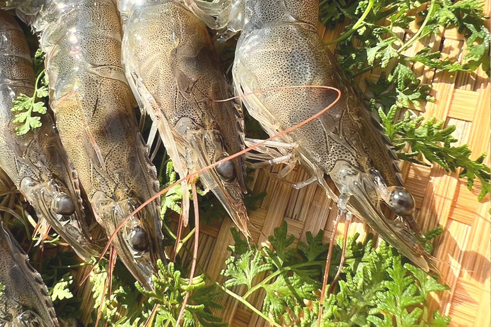 大切に育てた稚エビからの育成